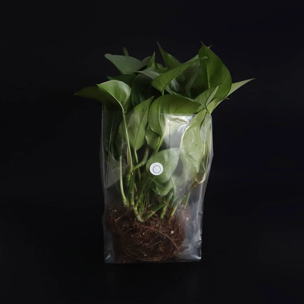 poly grow bags for plants poly grow bags for plants